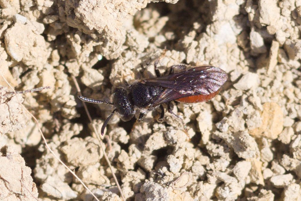 Apidae Halictinae : Sphecodes sp.